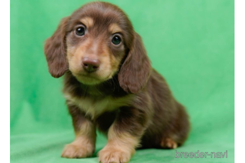 成約済の東京都のミニチュアダックスフンド(ロングヘアード)-226457の3枚目